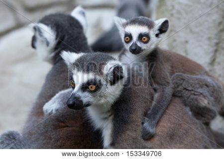 Ring-tailed lemur (Lemur catta). Wildlife animal. 