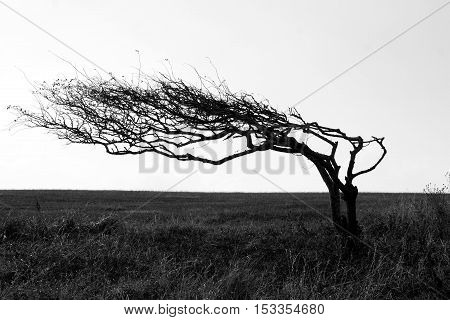 Wind swept tree growing side ways due to prevailing wind.