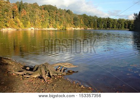 Autumn trees on the river Perce in city Koknese in Latvia