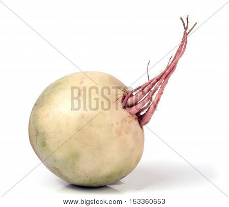 one watermelon radish isolated on white background.