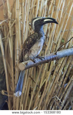 African grey hornbill (Tockus nasutus). Wildlife animal. 