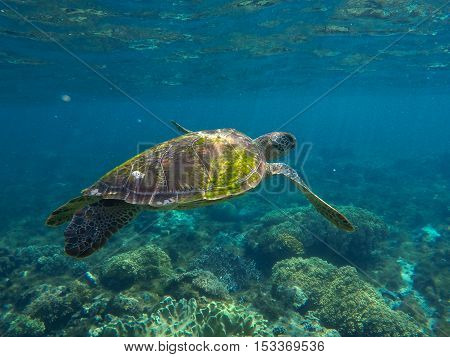 Sea turtle in blue water. Green sea turtle close photo.  Tropical sea wildlife. Undersea sunlight. Philippines underwater nature fauna. Exotic animal image