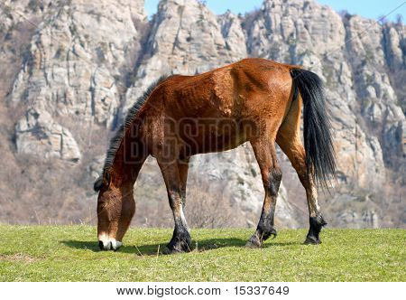 La hierba verde come caballo