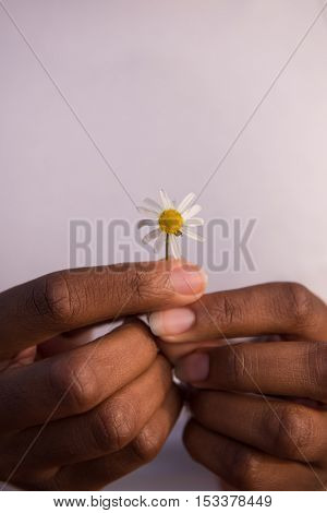 portrait of a young beautiful African American girl with a flower of daisy in her hand