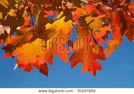 Red autumn leaves on blue sky background