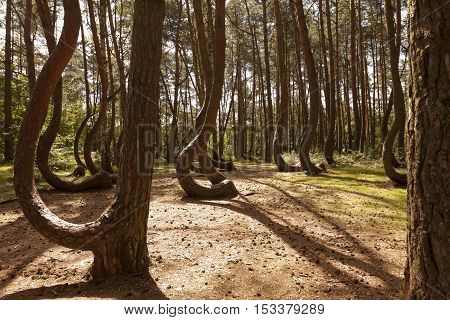 Photo of Crooked Forest in Nowe Czarnowo in Poland