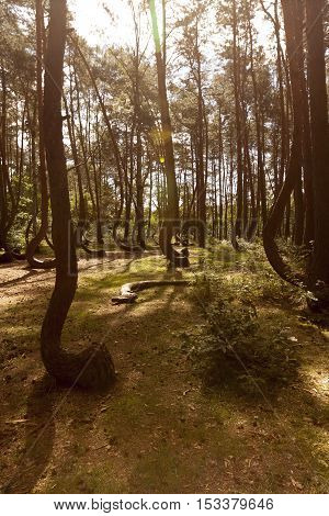 Photo of Crooked Forest in Nowe Czarnowo in Poland
