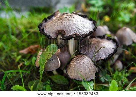 Poisonous mushroom of toadstool. Inedible fungus is hazardous to health. Seasonal mushroom and danger.