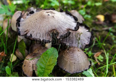 Poisonous mushroom of toadstool in the forest views close. Inedible toxic fungus is hazardous to health. Seasonal mushroom and danger.