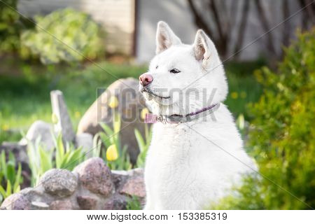 Dog Breeds Akita Inu Hachi. Color  White