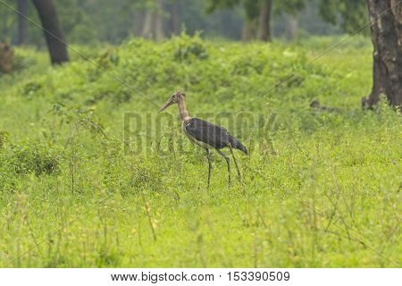 Lesser Adjutant Stork in the Wilds of Kaziranga National Park in India