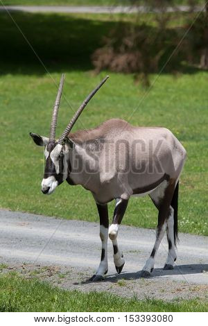 Gemsbok (Oryx gazella gazella), also known as the Southern oryx. Wildlife animal. 