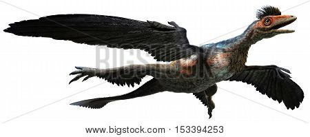 Microraptor from the cretaceous era 3D illustration