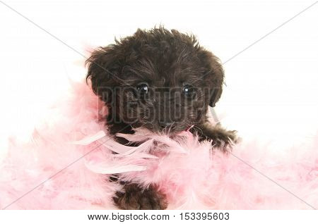 Cute Black Poodle Puppy with a pink feather boa on a white background