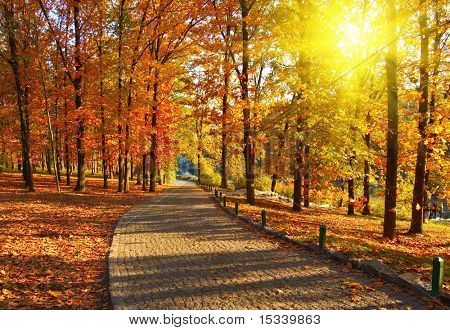 ฤดูใบไม้ร่วงในสวน