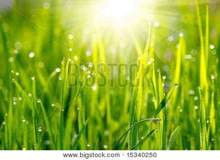 Grüne Gras-Sonnenuntergang