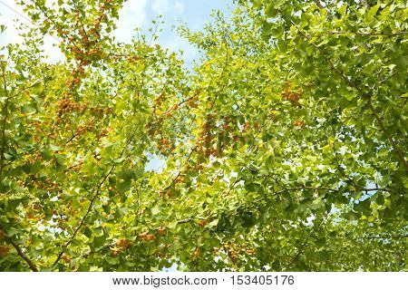 Ginko (Ginkgo biloba, also known as maidenhair tree) with enormous number of Ginkgo nuts or seeds growing on the branches.