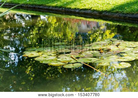 Lotus Or Water Lily