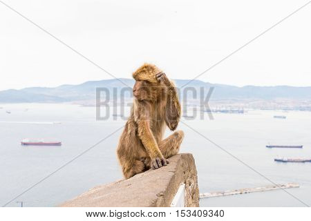The Barbary macaque population in Gibraltar is the only wild monkey population in the European continent. Some three hundred animals in five troops occupy the area of the Upper Rock of Gibraltar.