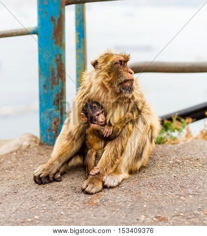 The Barbary macaque population in Gibraltar is the only wild monkey population in the European continent. Here a mother attentively cares for its baby.