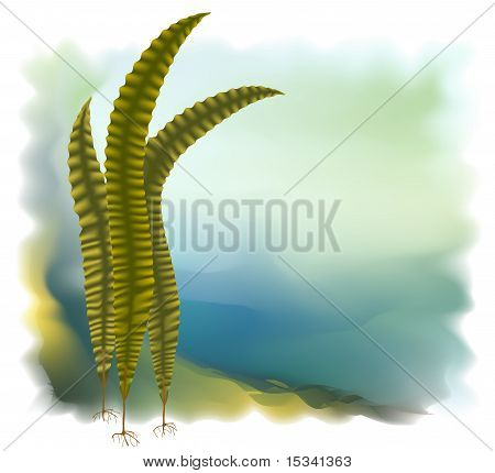 Alga marinha japonesa (laminari). Ilustração vetorial.