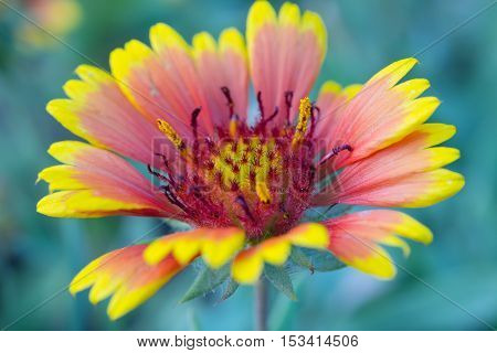 Blanket Flower Or Gaillardia Flower