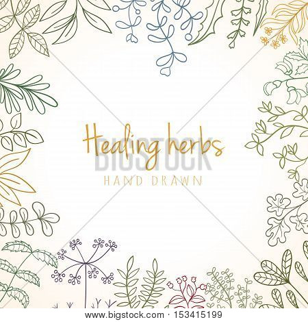 Hand drawn vintage background of medicinal organic healing herbs. Vector medical plants and herbal botanical flowerelements can be used for banner template, card, flyer, banner, sale, website