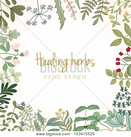 Hand drawn vintage background of medicinal organic healing herbs. Vector medical plants and herbal botanical flowerelements can be used for banner template, card, flyer, banner, sale, website