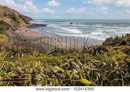 New Zealand flax growing at Muriwai beach in New Zealand