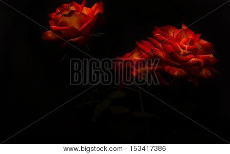 The studio photo of a red rose on a black backgroundroses on a black background