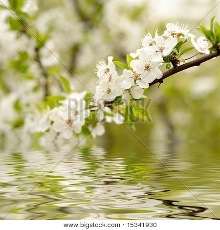 Apple Blossoms sopra l'acqua