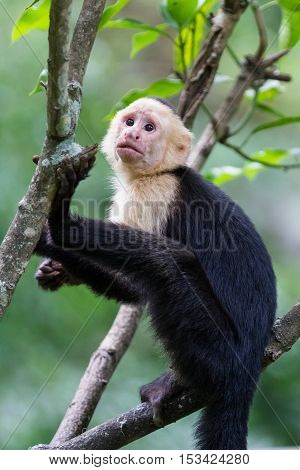 White Headed Capuchin Monkey