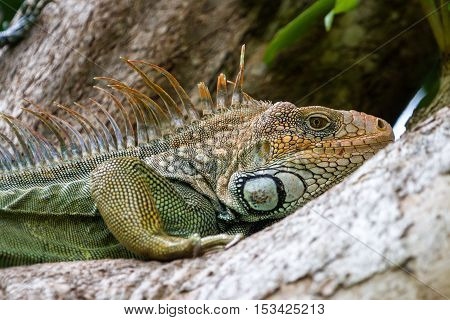 Tropical Iguana In Costa Rica