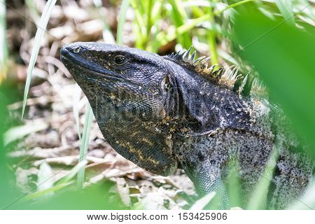 Tropical Iguana In Costa Rica