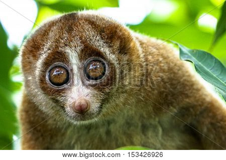 Slow Loris monkey on tree with green leaf as background. Slow lorises often hang upside-down from branches by their feet so they can use both hands to eat.
