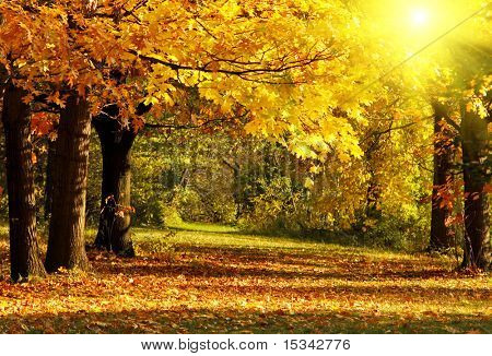 ฤดูใบไม้ร่วงในสวน