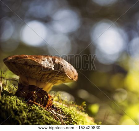 Boletus edulis growing in the forest grounds.