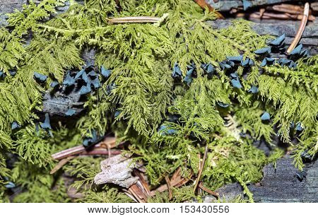 Chlorociboria aeruginascens fungus growing in the forest.