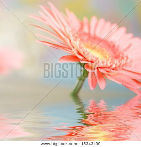 Rosa Margarita-gerbera con desenfoque, reflejado en el agua