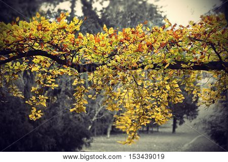 Bright yellow branch of autumn tree on black and white background vintage photo