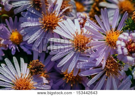 Vibrant bright purple daisy flowers in a pattern filling the frame