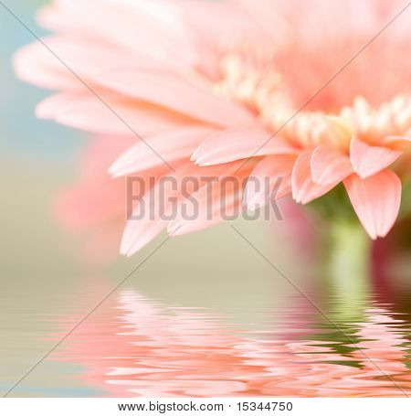 Rosa Margarita-gerbera con desenfoque, reflejado en el agua