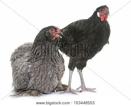 la Fleche and brahma chicken in front of white background