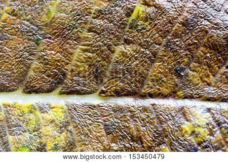 The surface of the leaf of the treeLeaf macro detail color clarity lines shading.