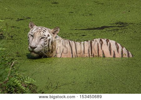 White Bengal tiger submerged in the water of a swamp at Sunderban Tiger reserve