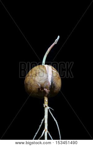 Avocado seed germinating with sprout and callus on the root black background Plant.