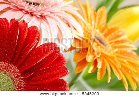 Closeup fotografie různobarevné daisy Gerber