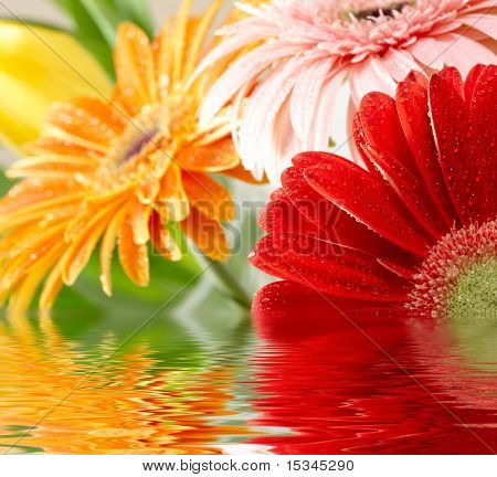 Closeup fotografie různobarevné daisy Gerber