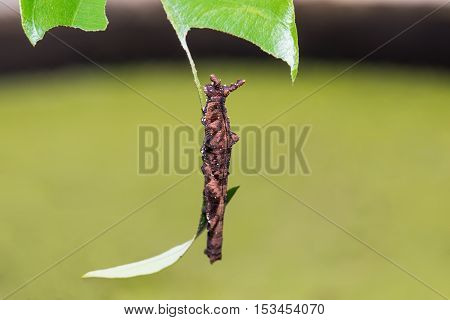 Blue Begum Caterpillar