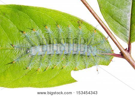 Common Archduke Caterpillar